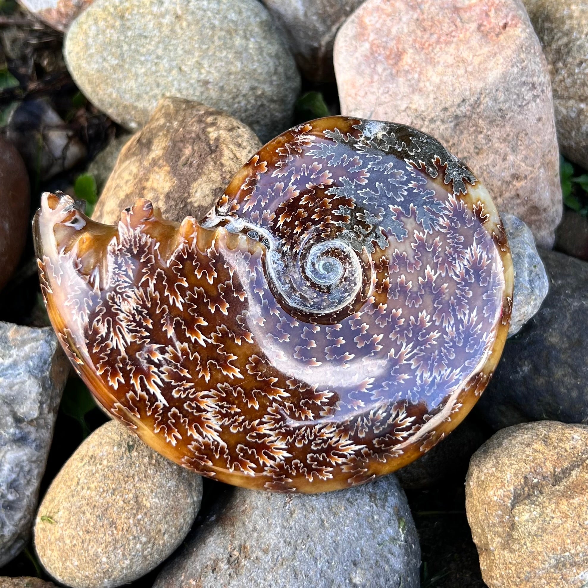 Ammonite Fossil