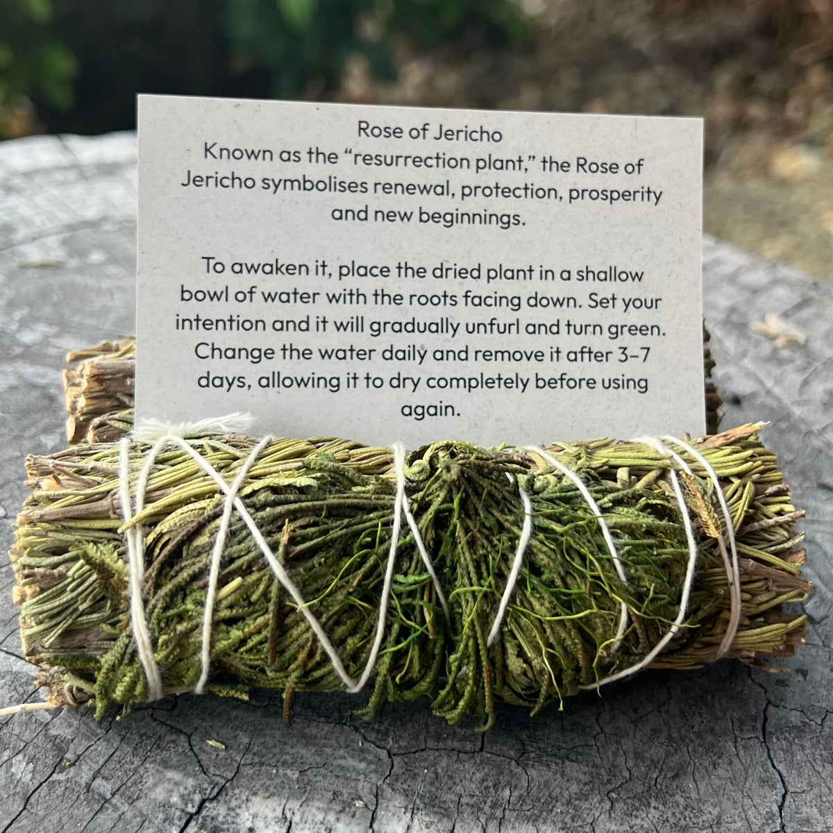 Rose of Jericho ~ Smudge Stick