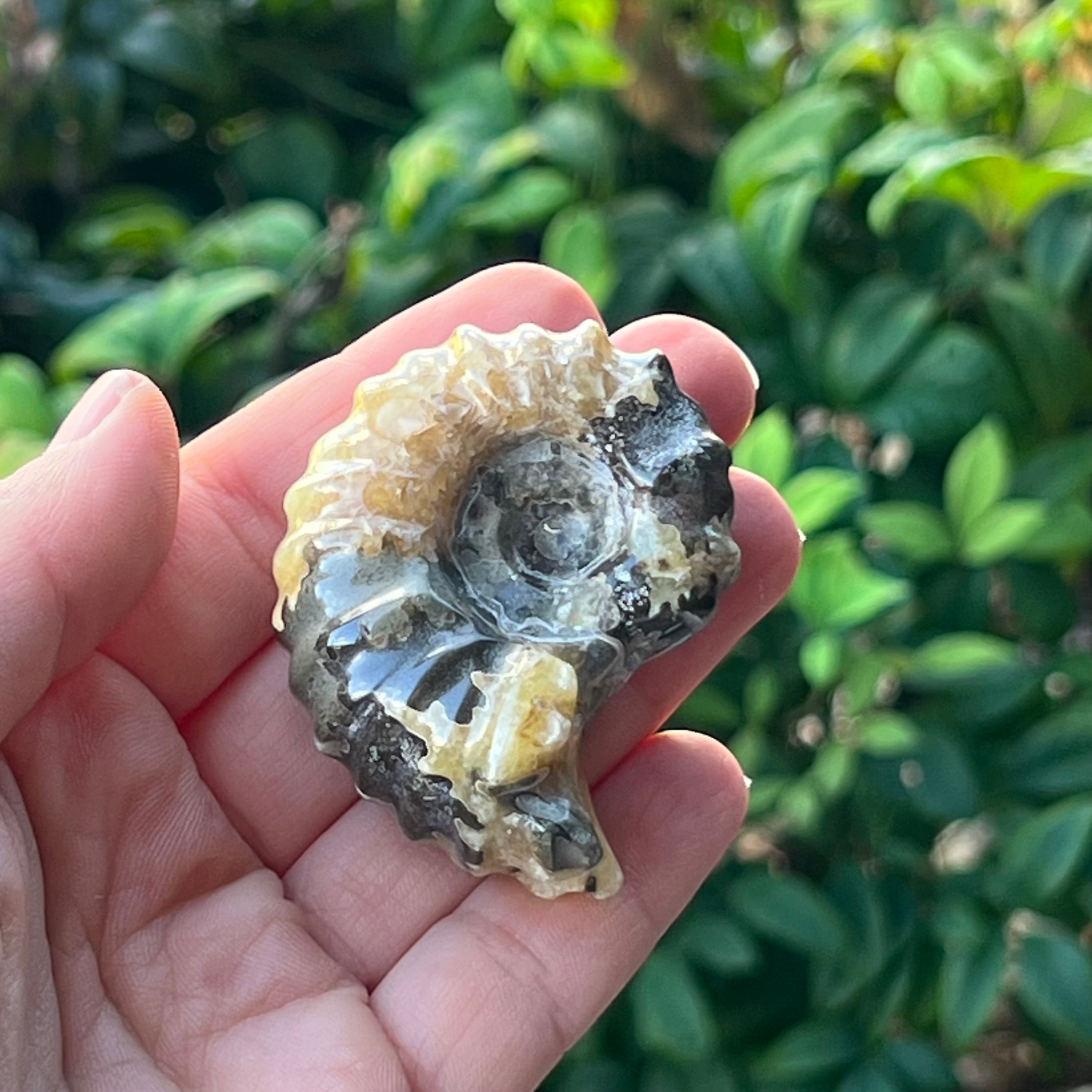 Ammonite Fossil