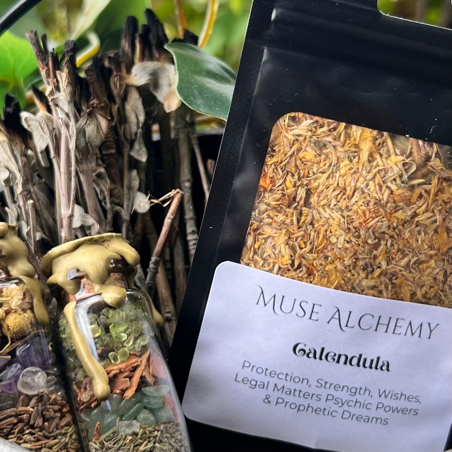 Calendula ~ Muse Alchemy Botanicals