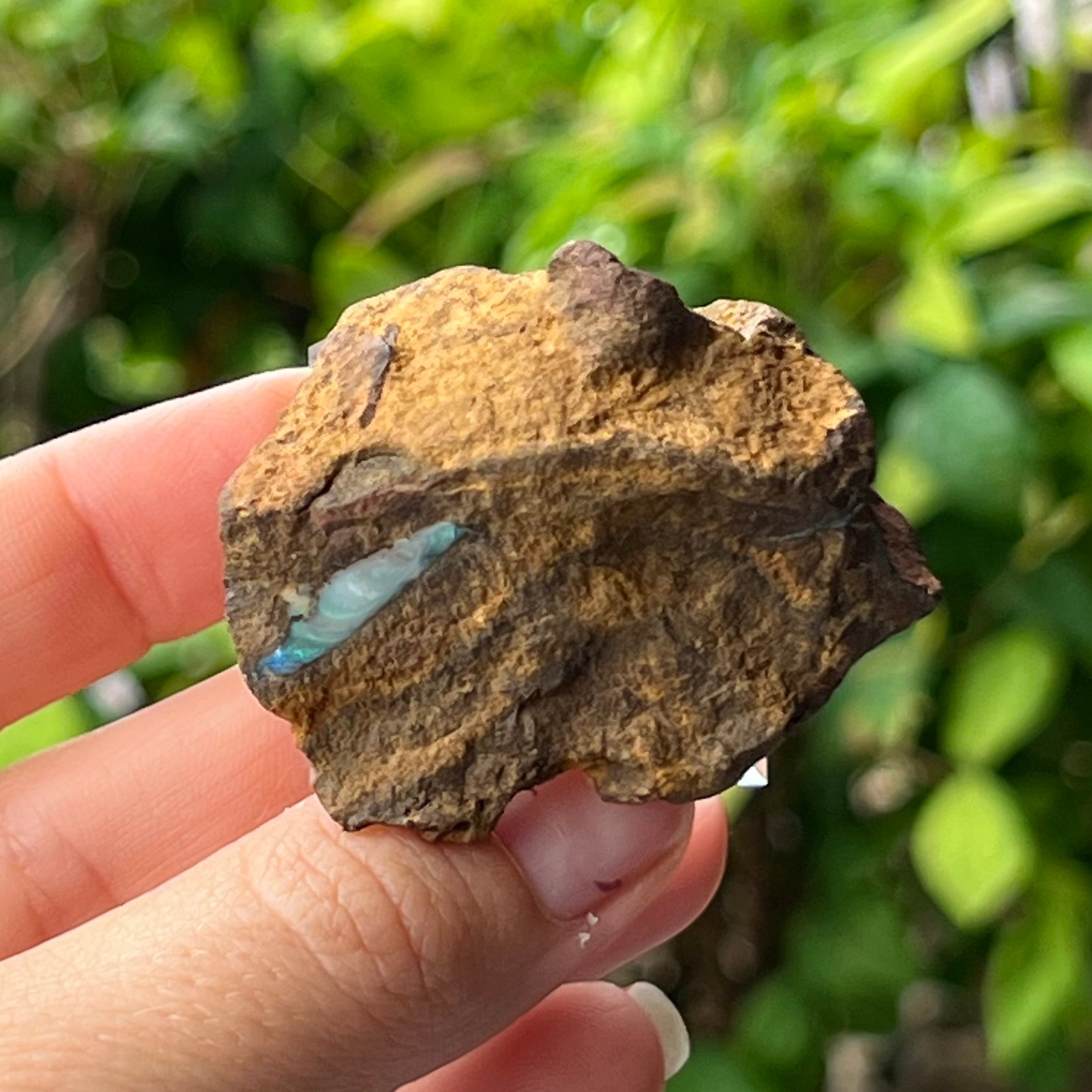 Boulder Opal Specimen ~ Specialty Boxed Crystal