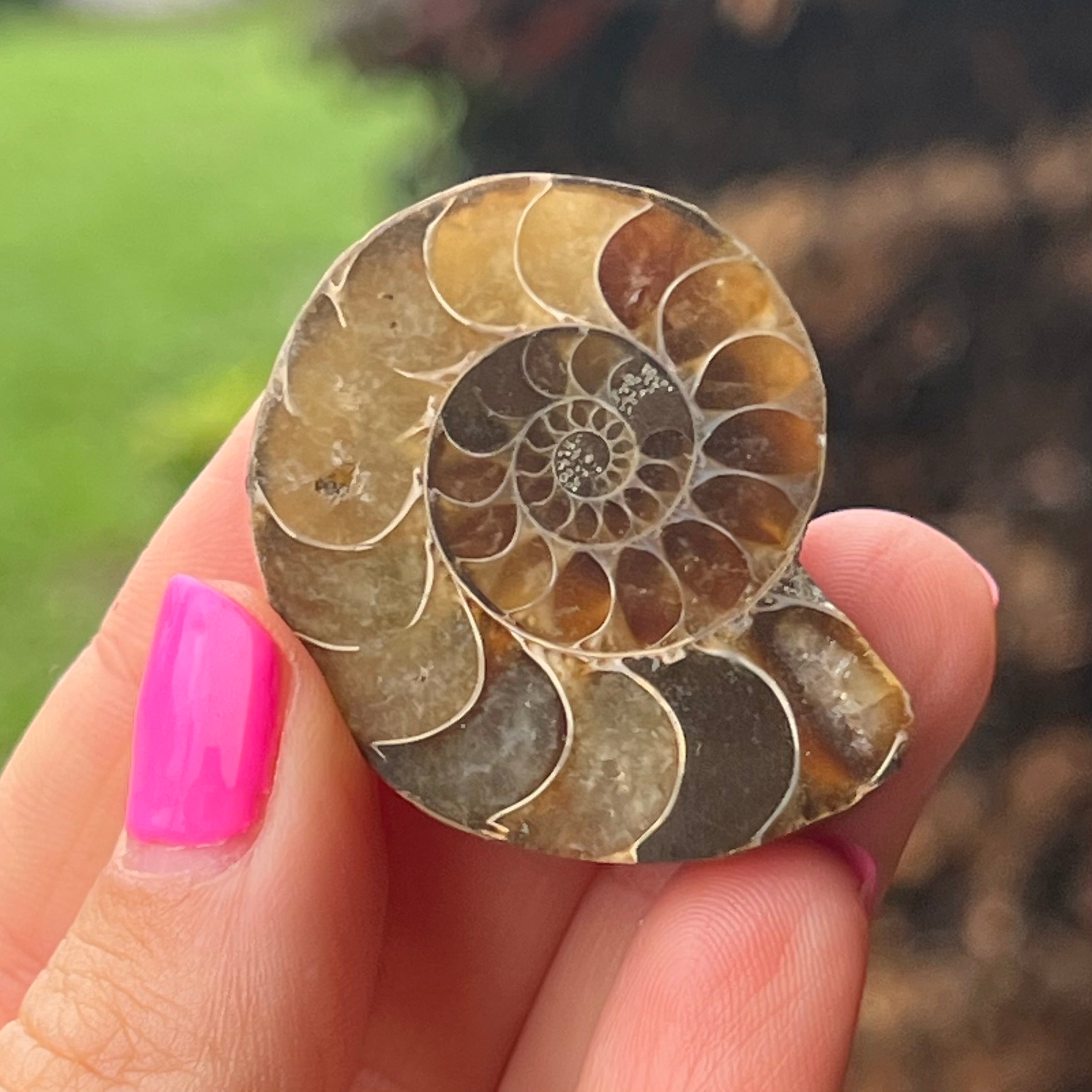 Ammonite Fossil