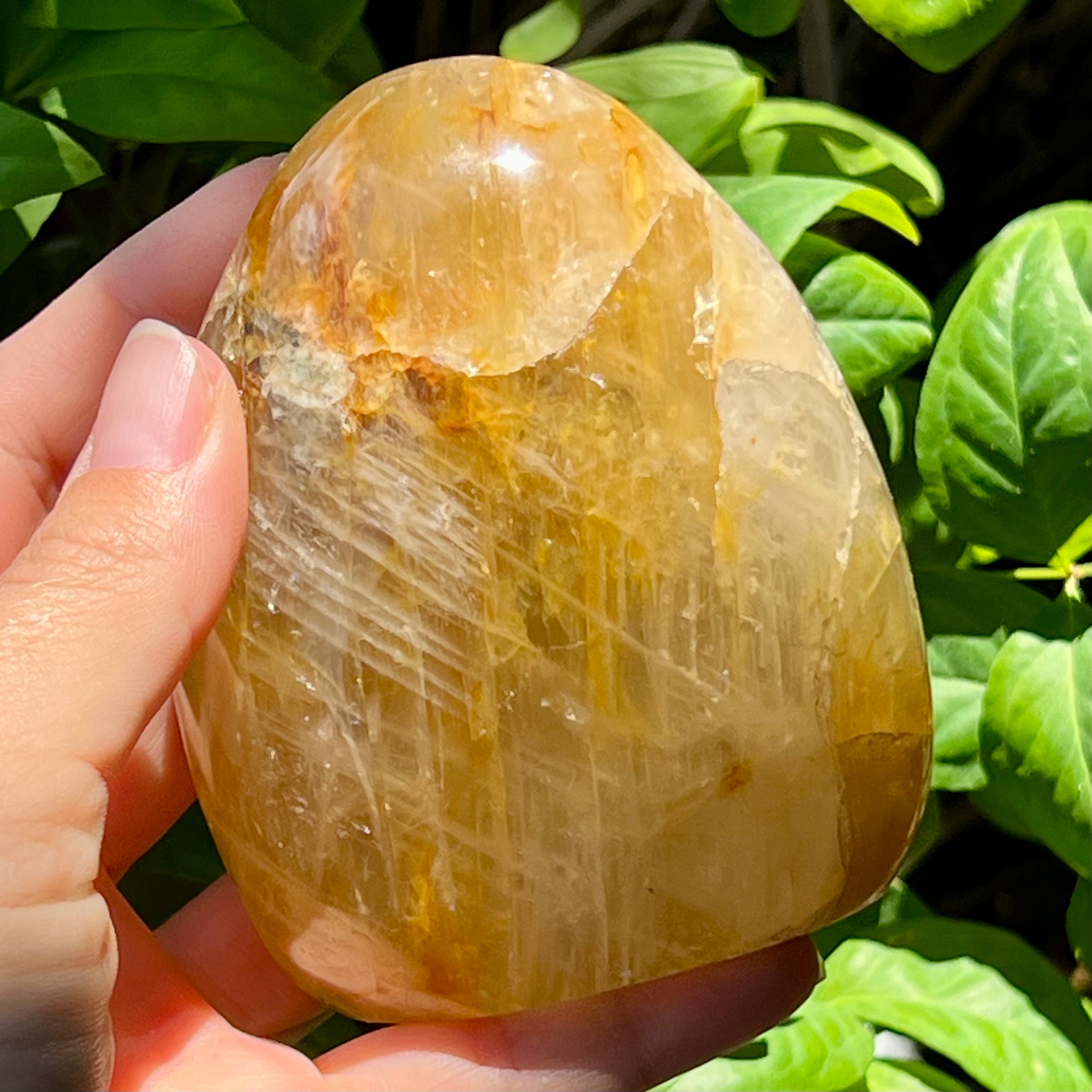 Golden Healer Freeform