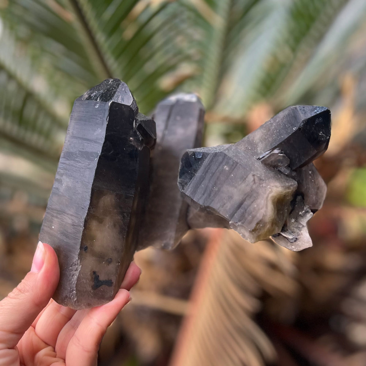 Multi-Point Smoky Quartz Formation Cluster