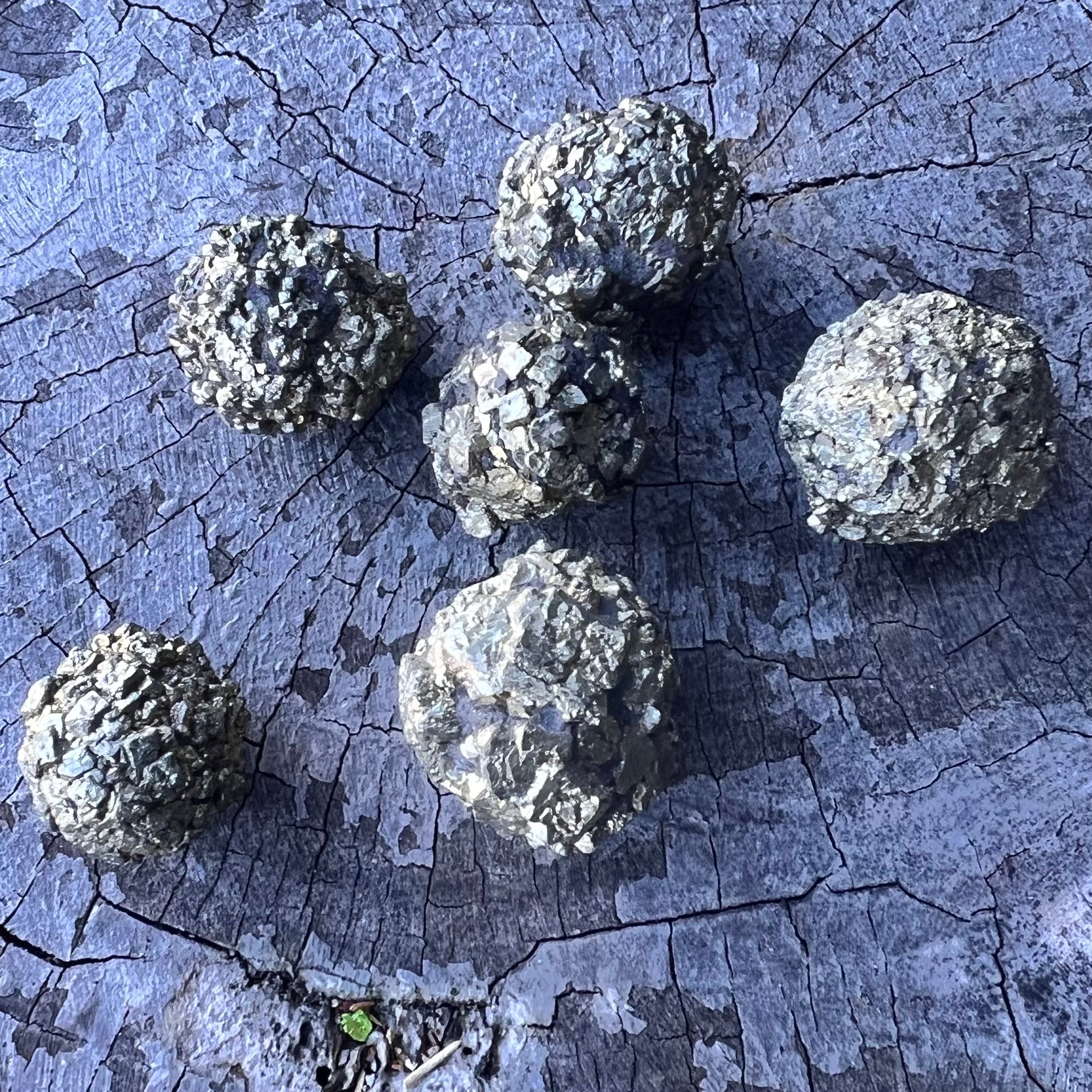 Pyrite on Shungite Specimen