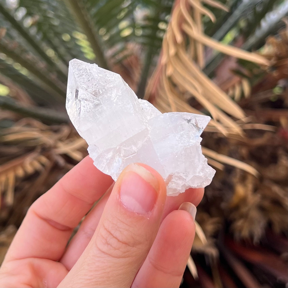 Appophylite Cluster ~ Specialty Boxed Crystal