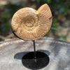 Ammonite Fossil on Stand