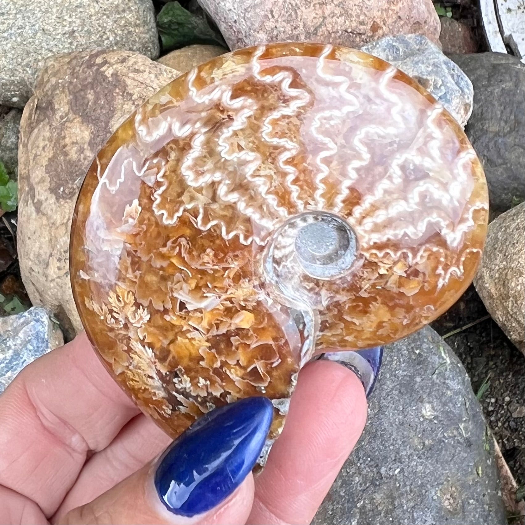 Ammonite Fossil