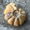 Ammonite Fossil