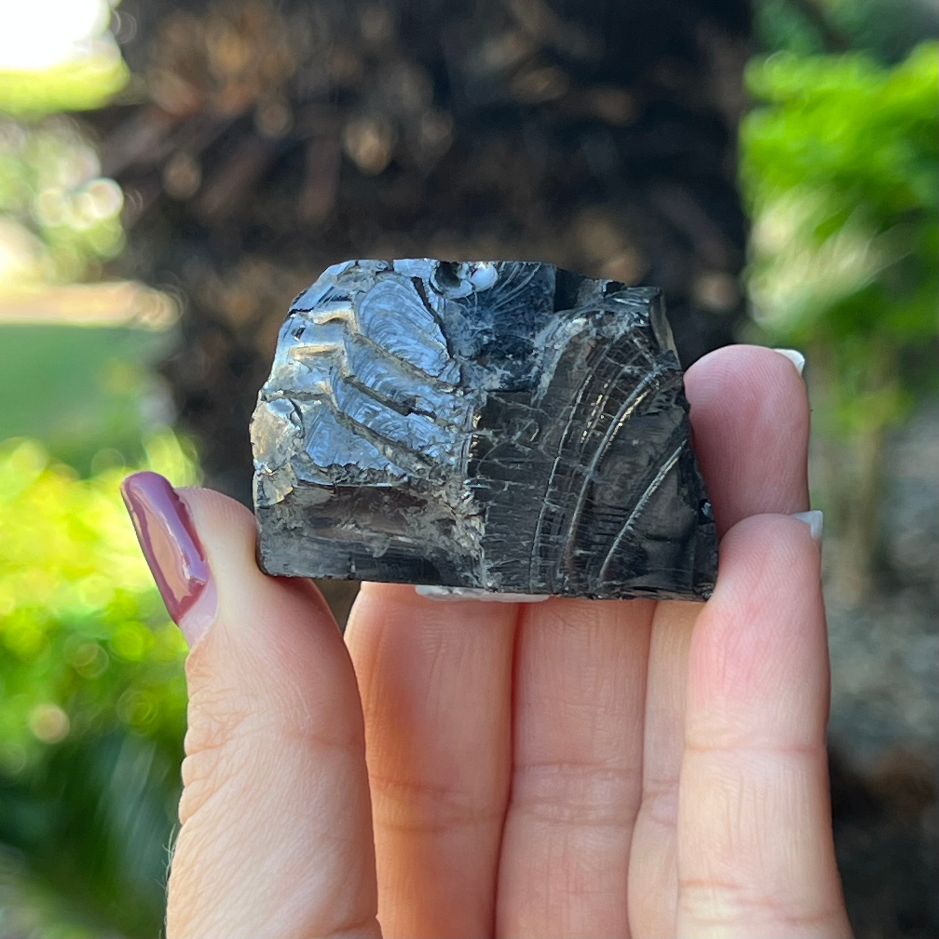 Noble Shungite ~ Specialty Boxed Crystal