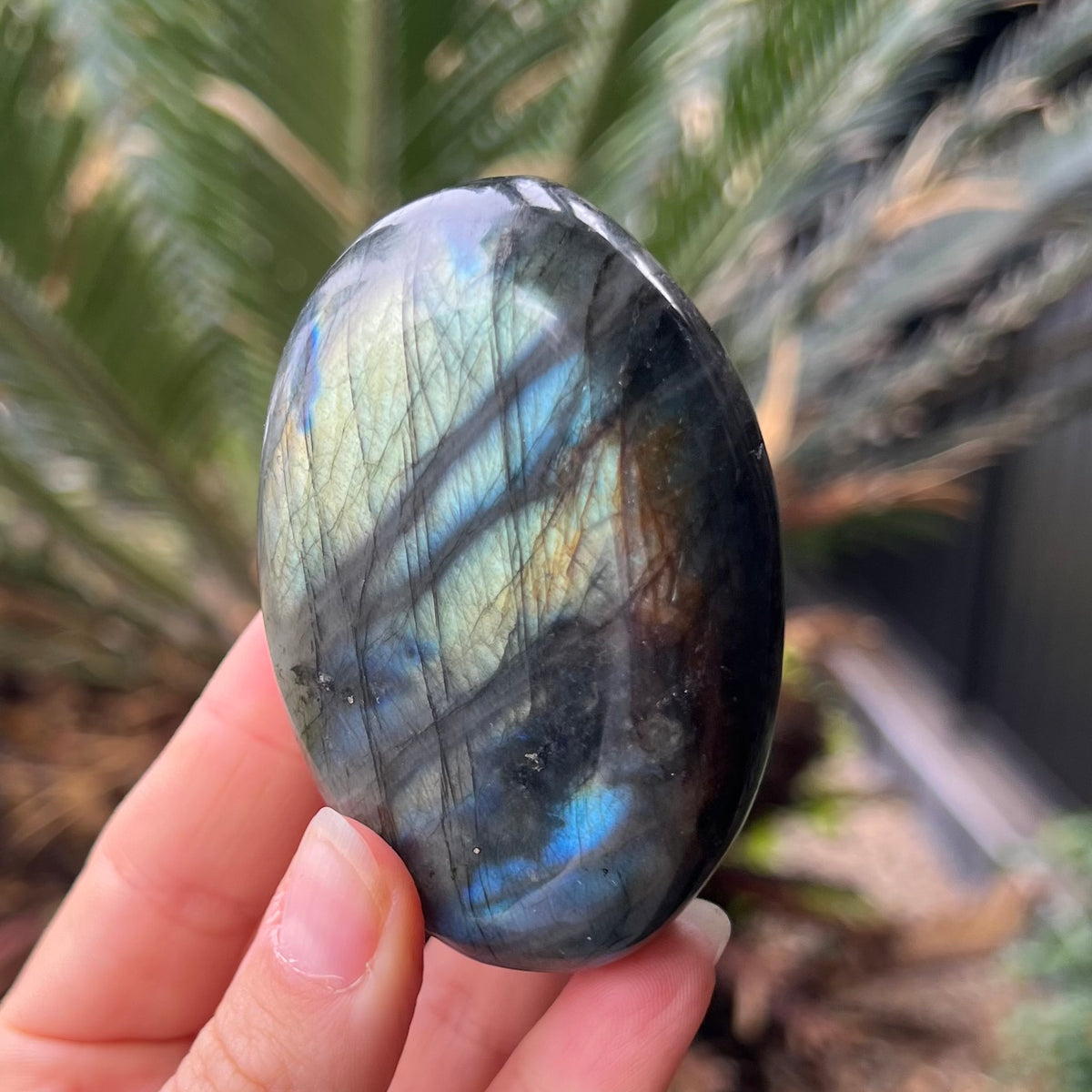 Labradorite Palm Stone ~ Specialty Boxed Crystal