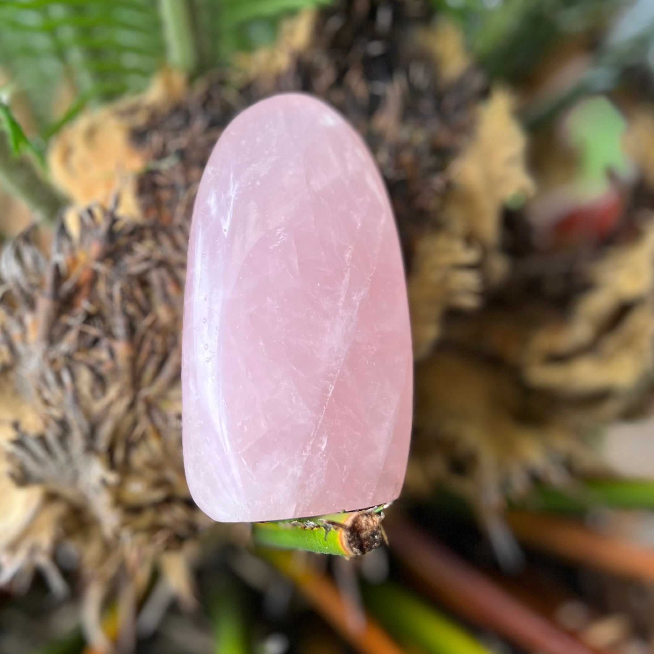 Rose Quartz Eye Freeform