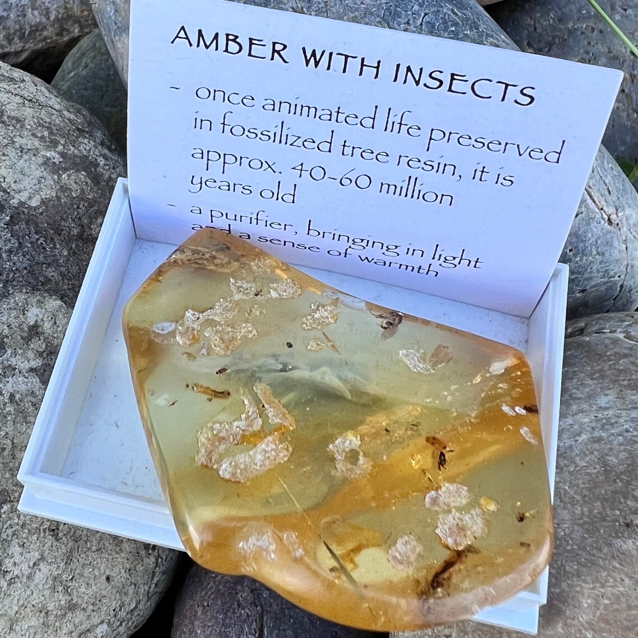 Amber with Insects Specimen ~ Specialty Boxed Crystal