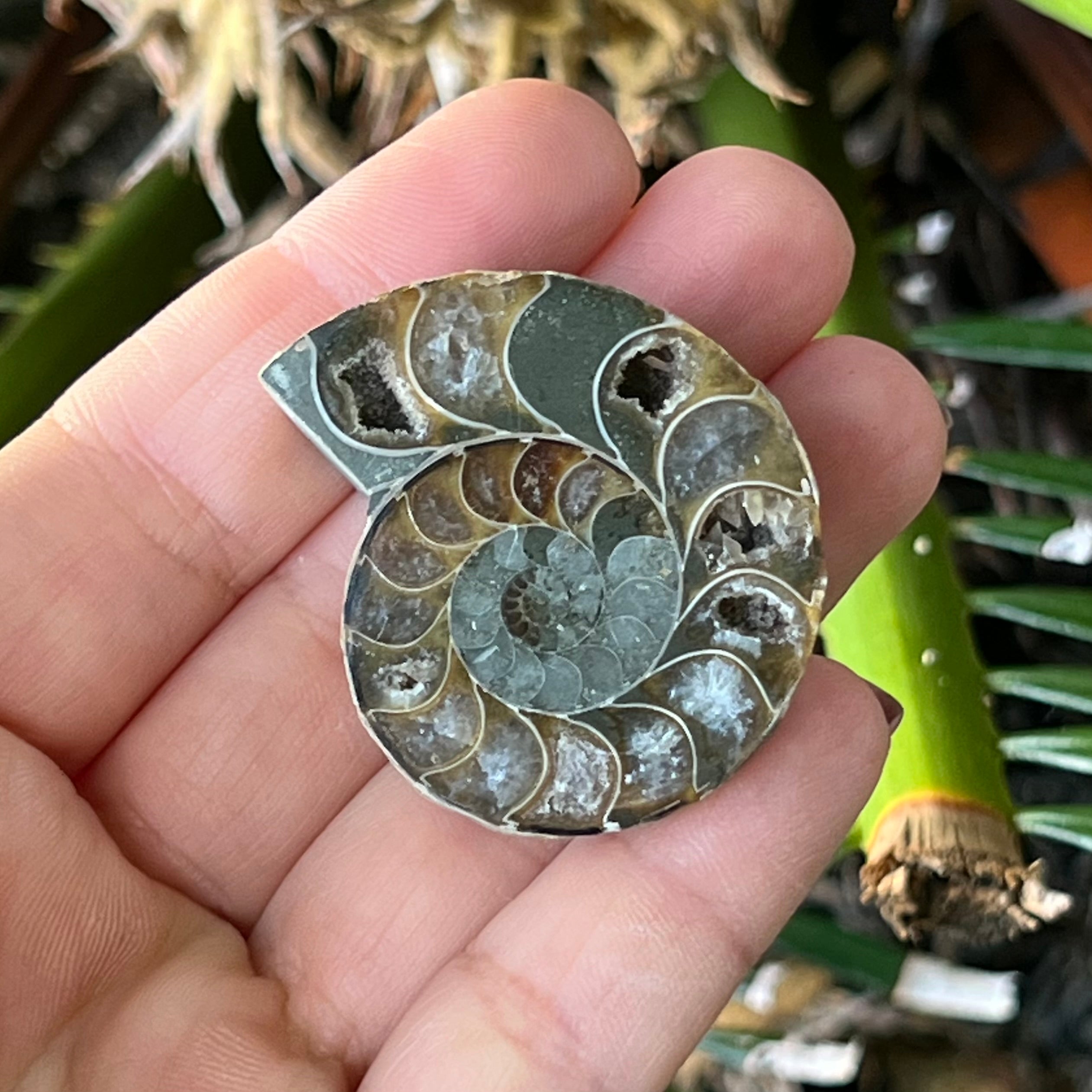 Ammonite Fossil ~ 2