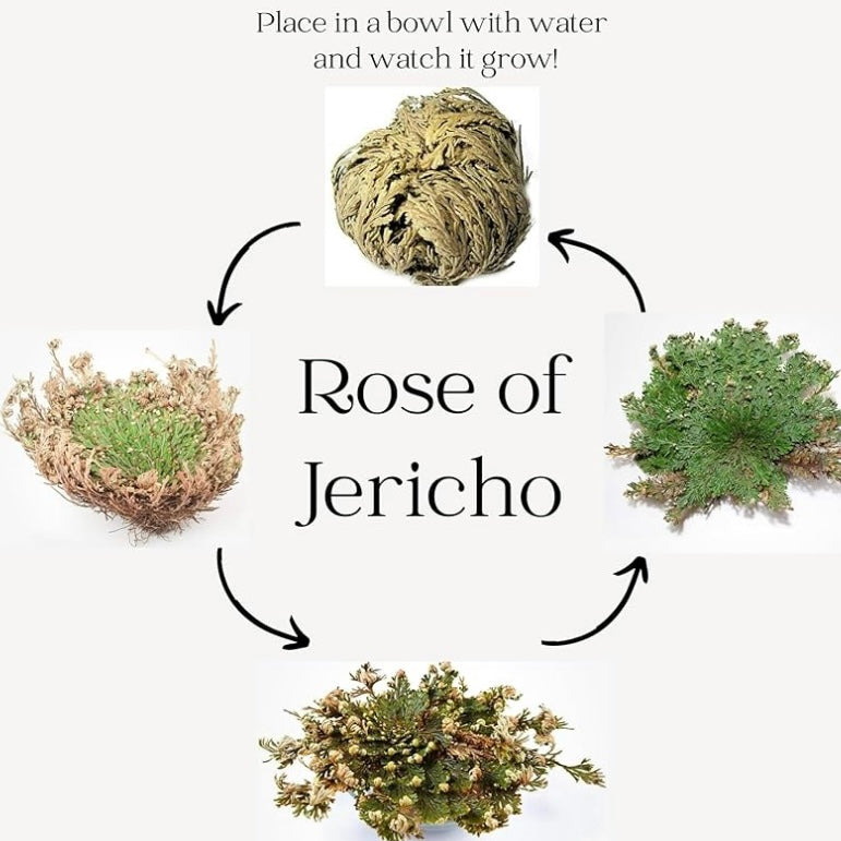 The Rose of Jericho ~ The Resurrection Plant (Small)