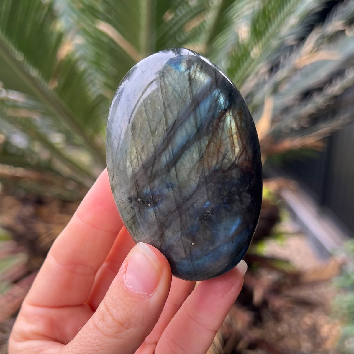 Labradorite Palm Stone ~ Specialty Boxed Crystal