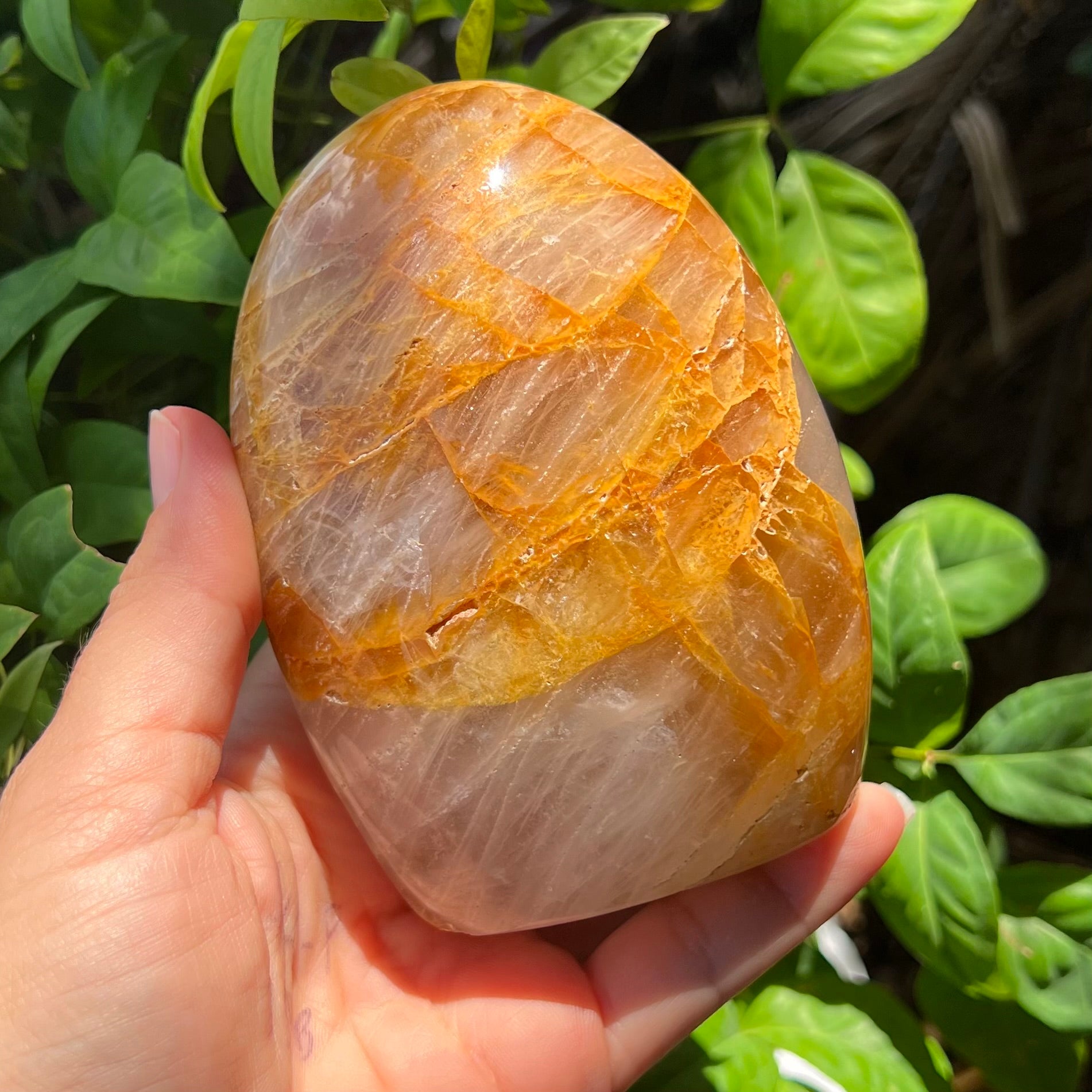 Golden Healer Freeform