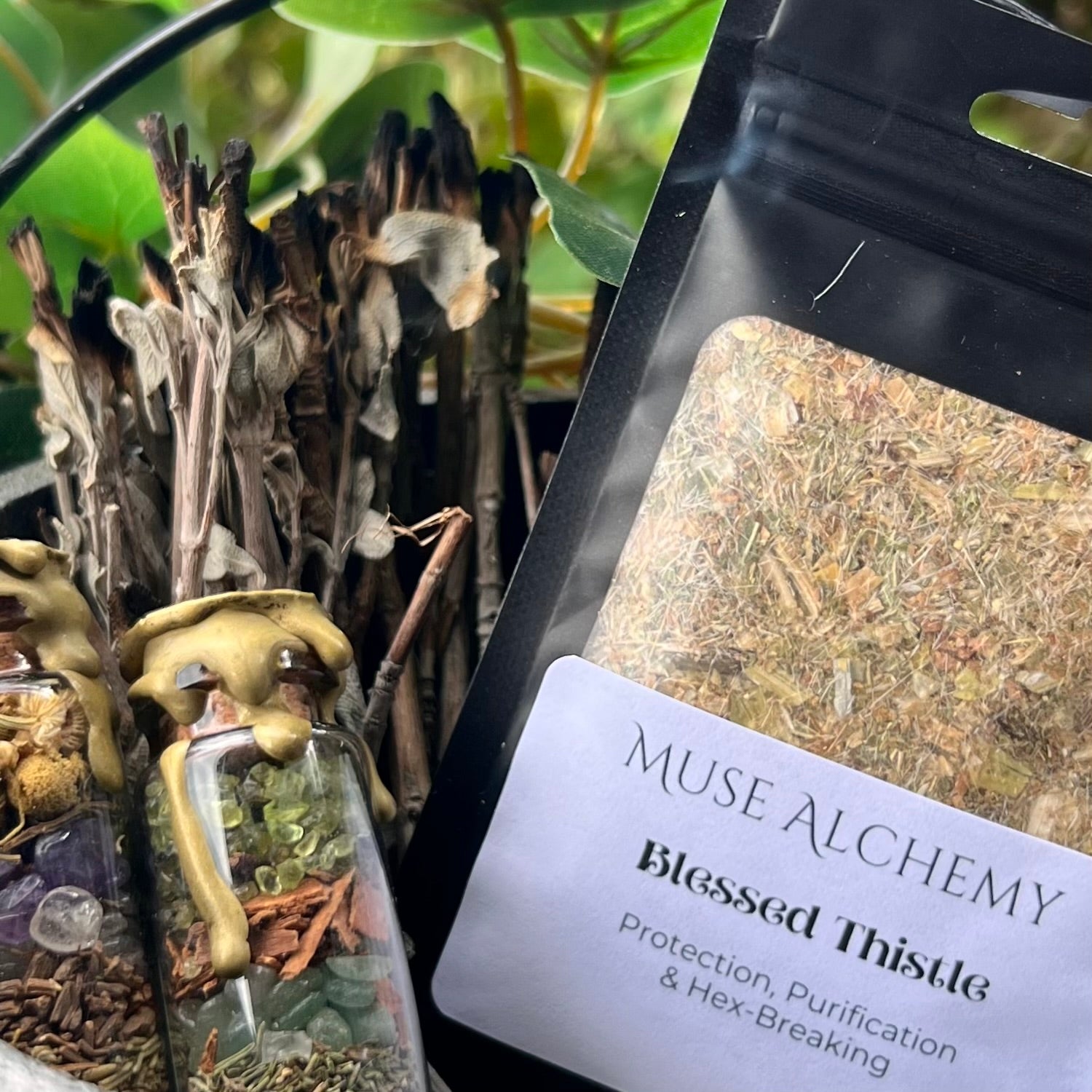 Blessed Holy Thistle ~ Muse Alchemy Botanicals