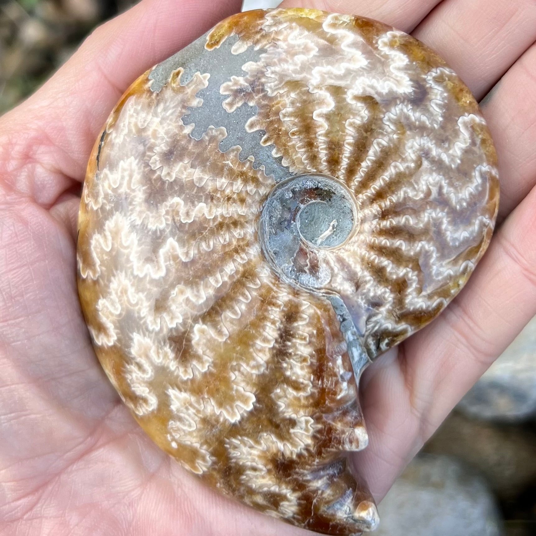 Ammonite Fossil