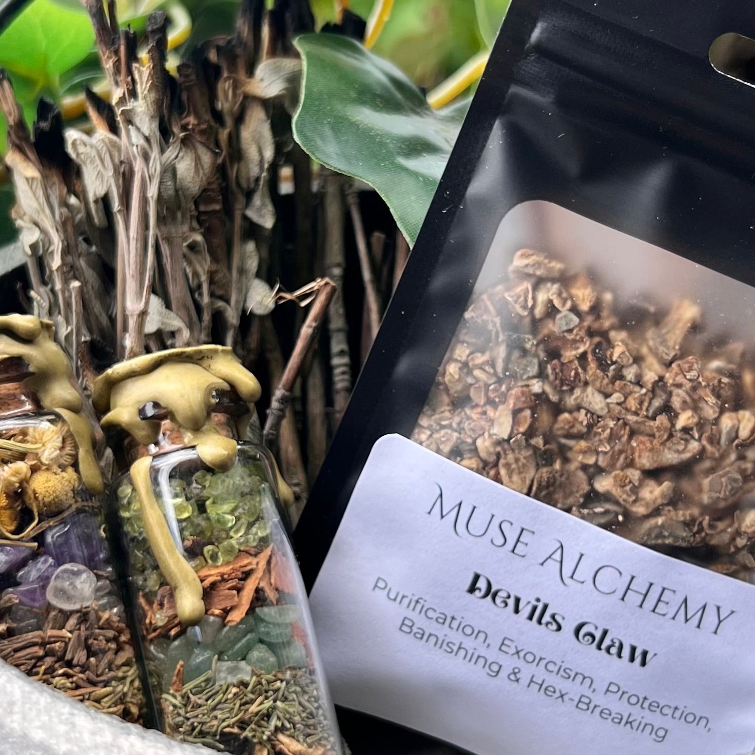 Devils Claw ~ Muse Alchemy Botanicals