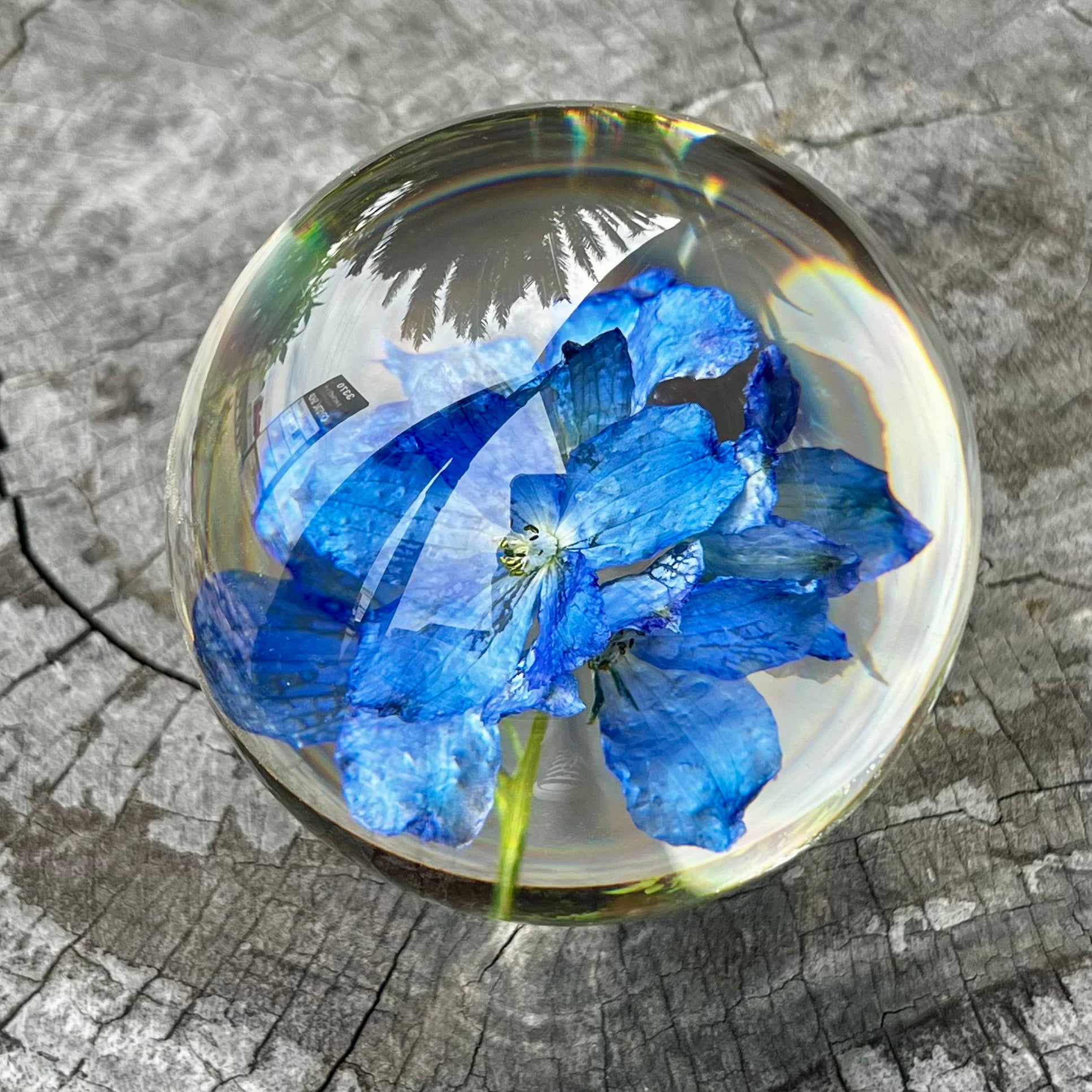 Sphère de fleur éternelle d'hortensia bleu