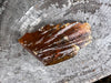 Amber with Quartz Raw Specimen