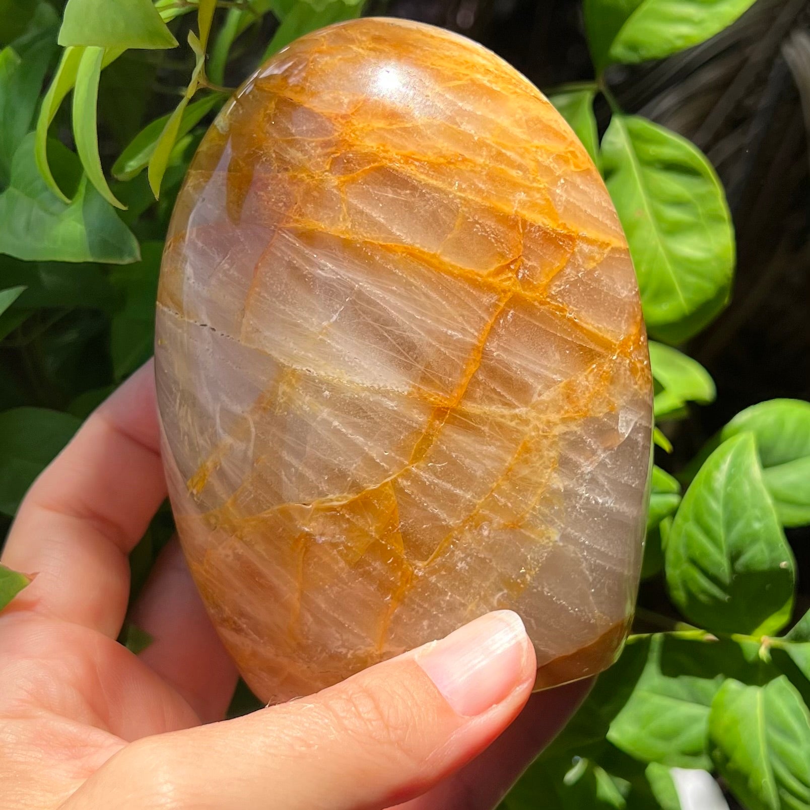 Golden Healer Freeform