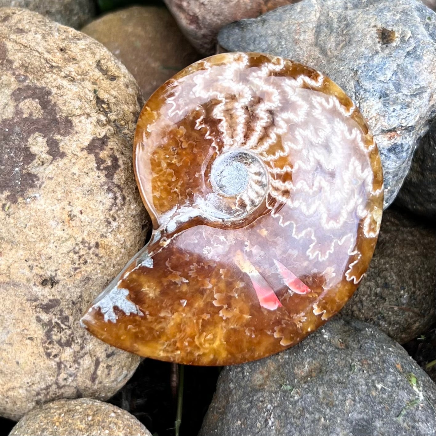 Ammonite Fossil