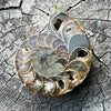 Ammonite Fossil ~ 2