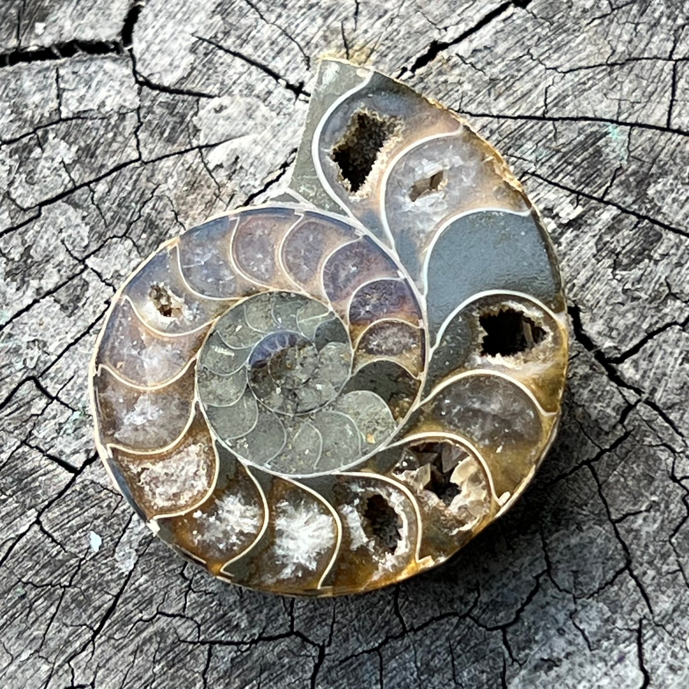 Ammonite Fossil ~ 2