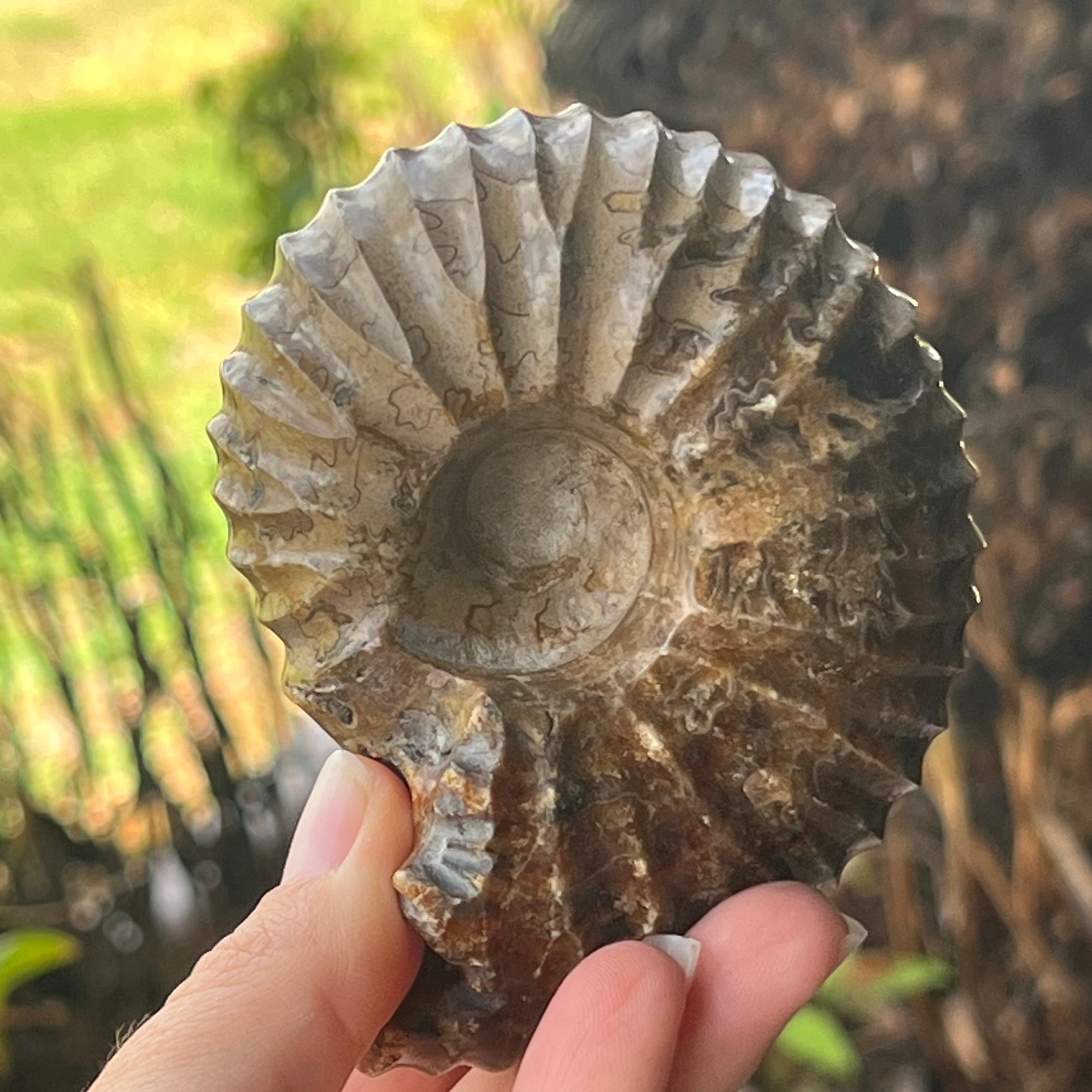 Ammonite Fossil