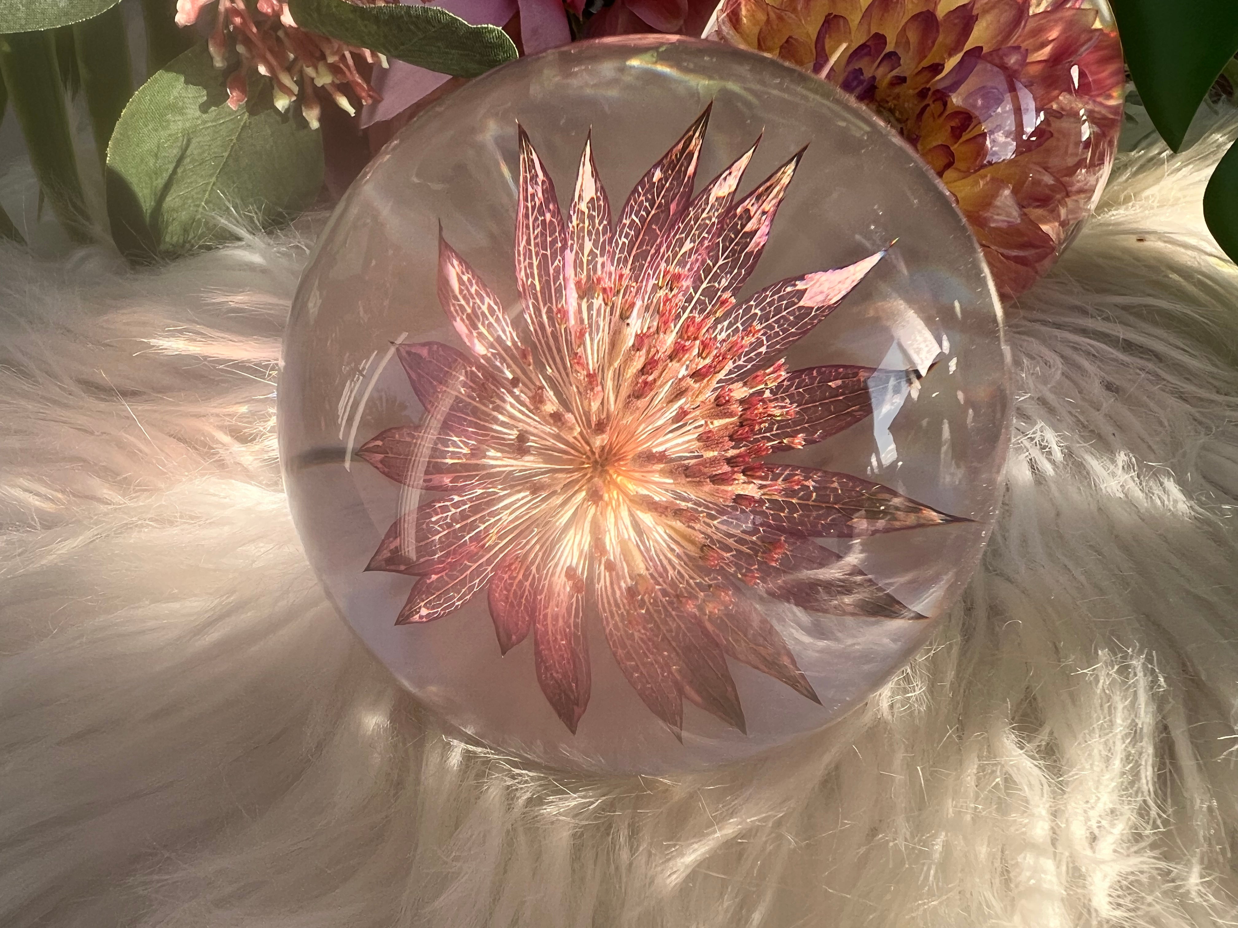 Anemone Everlasting Flower Sphere - Muse Crystals & Mystical Gifts
