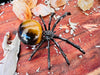 Mini Tiger Eye Spider - Muse Crystals & Mystical Gifts
