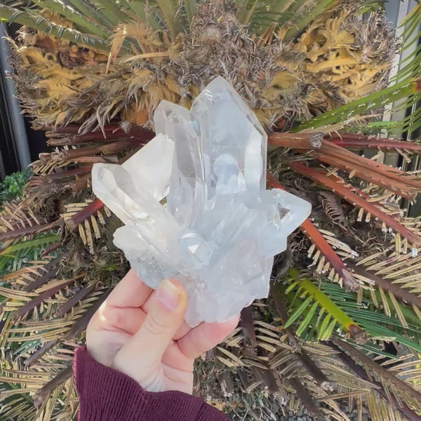 Clear Quartz Family Cluster