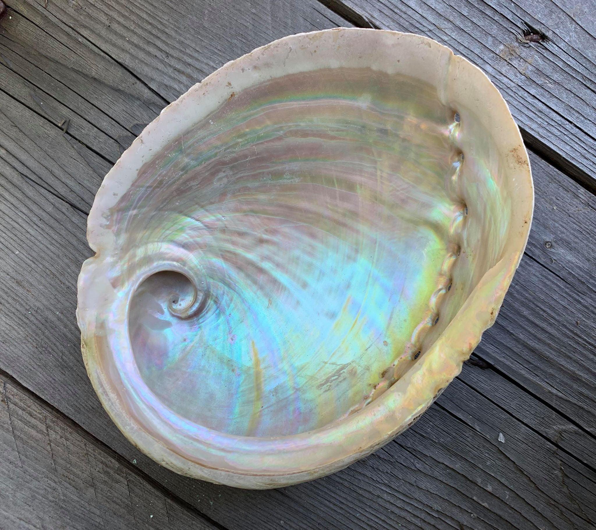 Abalone Shell Smudging Bowl Large - Muse Crystals & Mystical Gifts
